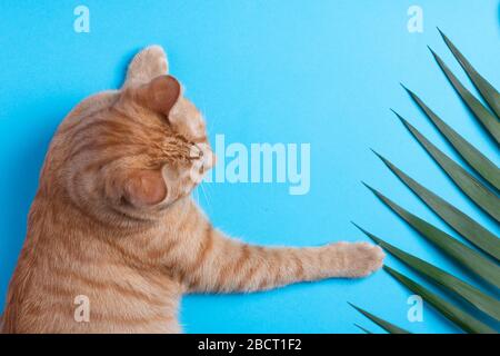 gatto zenzero che tocca felci verdi. Carta blu. Vista superiore e spazio di copia Foto Stock