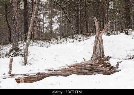 Grande serpente di albero di driftwood che si adagia in una neve bianca nella foresta Foto Stock