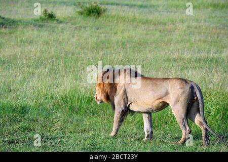 Leone (panthera leo). Leone che cammina attraverso prateria aperta, Masai Mara National Reserve, Kenya, Africa Foto Stock