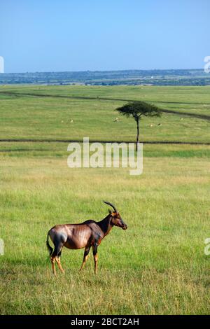 Topi (Damaliscus lunatus jimela), top lone in un paesaggio africano, Masai Mara National Reserve, Kenya, Africa Foto Stock