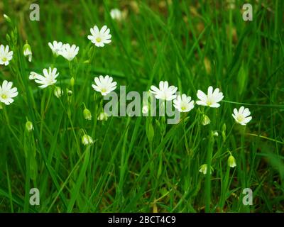 Fiori bianchi primaverili chiamati Caryophyllaceae Foto Stock