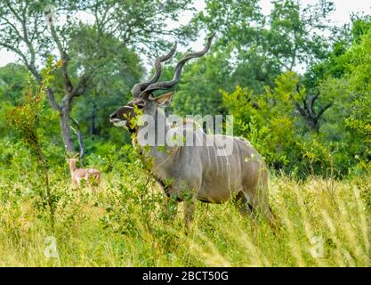 Maestoso toro Kudu con corna grandi in un parco nazionale e riserva il Sud Africa durante un safari Foto Stock