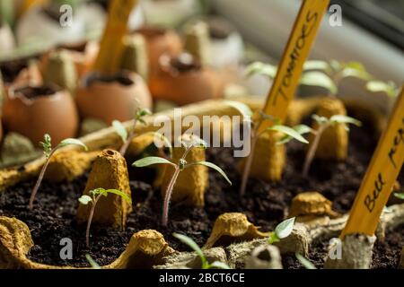 I semi di pomodoro e peperone germinati nelle scatole di uovo di carta e le conchiglie sulla soglia della finestra a casa Foto Stock