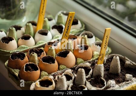 I semi di pomodoro e peperone germinati nelle scatole di uovo di carta e le conchiglie sulla soglia della finestra a casa Foto Stock