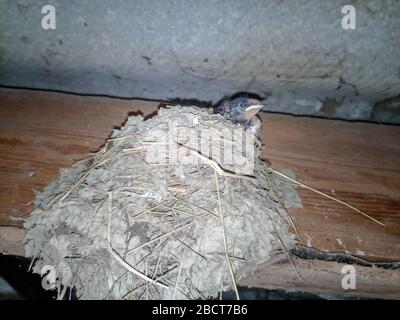 Il nido di Swallow con i pulcini sul bordo affoncia il tetto della capanna. Foto Stock