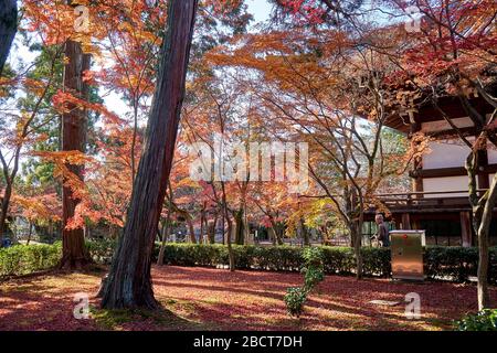 Terreno coperto da foglie rosse nel parco Foto Stock
