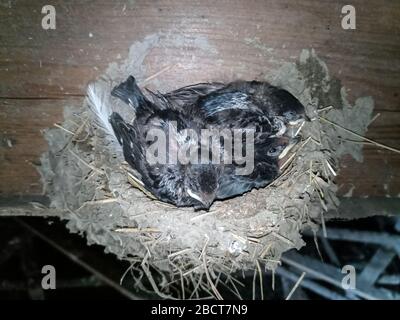 Il nido di Swallow con i pulcini sul bordo affoncia il tetto della capanna. Foto Stock