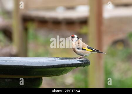 Goldfinch (Carduelis carduelis), un uccello colorato giardino arroccato su un bagno di uccelli, Regno Unito Foto Stock