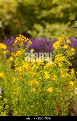 Ipericum perforatum offuscato, noto come Perforate St Johns-wort, una pianta fiorita.erba medica con attività antidepressiva. Foto Stock