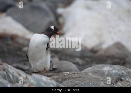 Pinguini Gentoo nidificanti in Paradise Harbor Bay Antartide Foto Stock
