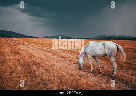 Bianco cavallo prato autunno e cielo scuro. Foto di animali con spazio di copia Foto Stock