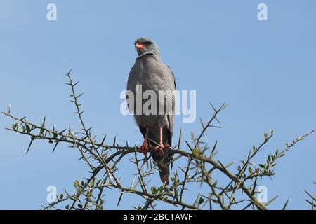 Il oscuro goshawk cantante è un uccello di preda nella famiglia Accipitridae che si trova in gran parte dell'Africa sub-sahariana e l'Arabia meridionale. Foto Stock