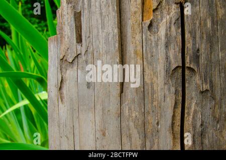 legno vecchio legno secco grigio contro lo sfondo di foglie verdi Foto Stock