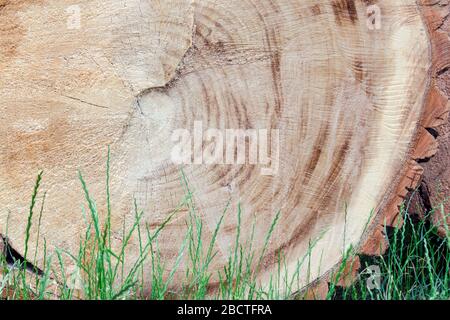 Motosega taglia un enorme albero adagiato sul verde dell'erba. Sfondo. Concetto di protezione della natura ed ecologia. Ora legale Foto Stock