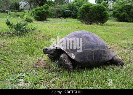 Galapagos tartaruga gigante Geochelone nigrita Santa Cruz Isola Highlands Foto Stock