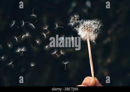 Dandelion fuzz rigonfiato gocce in aria - foto primavera con spazio per voi montaggio Foto Stock