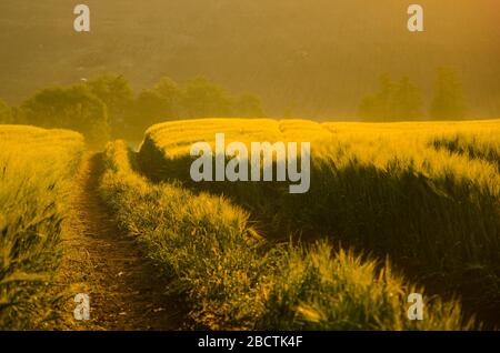Golden Road attraverso il campo di segale mattutino durante il colorato e tranquillo tramonto Foto Stock