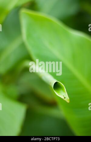 Canna Lily Cleopatra al Royal Botanic Gardens Kew Gardens, Richmond, Londra, TW9 3AE Foto Stock