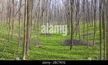 Allium ursinum o orso cipolla, copre completamente il terreno nella foresta primaverile. Foto Stock