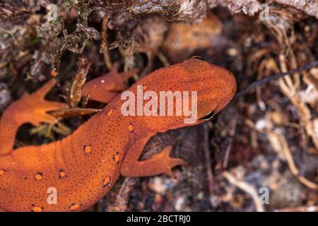 Rosso punteggiato Newt Foto Stock