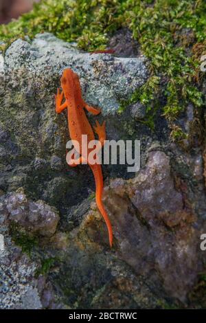 Rosso punteggiato Newt Foto Stock