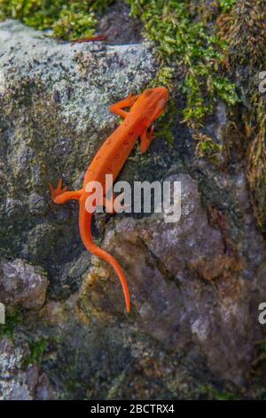 Rosso punteggiato Newt Foto Stock