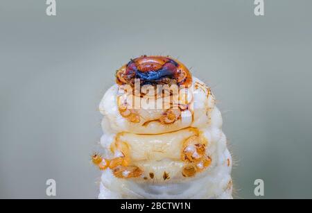 Vista ravvicinata della parte inferiore di un grub di faggera bianca, larva del coleottero o faggero europeo (Amphimallon majale), un parassita invasivo del giardino Foto Stock