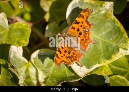 Comma Butterfly (Polygonia c-album), un piccolo piccolo farfalla arancione-marrone con segni più scuri, visto poggiare sull'edera in un giardino in primavera nel Surrey, Regno Unito Foto Stock