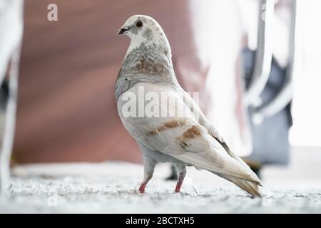 Foto di un piccione bianco in casa e sul tappeto. Foto Stock