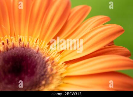 Primo piano di una testa di Gebera Daisy di colore arancione tenue. Foto Stock