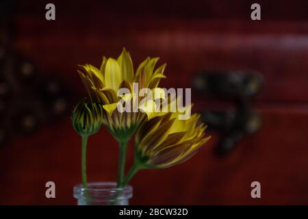 Dai un'occhiata da vicino a Yellow African Daisies Foto Stock