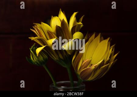 Dai un'occhiata da vicino a Yellow African Daisies Foto Stock