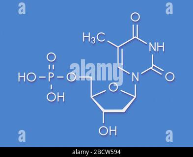 Molecola nucleotidica di timidina monofosfato (TMP, timidilato). Blocco di costruzione del DNA. Formula scheletrica. Foto Stock