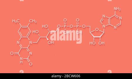 Flavina adenina dinucleotide (FAD) molecola di coenzima redox. Formula scheletrica. Foto Stock