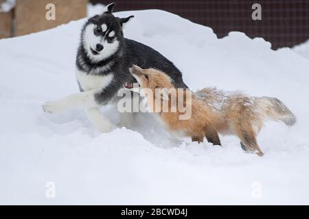 Una volpe e un cane giocano insieme nella neve Foto Stock