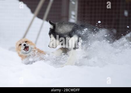 Una volpe e un cane giocano insieme nella neve Foto Stock