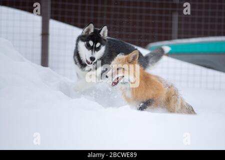 Una volpe e un cane giocano insieme nella neve Foto Stock