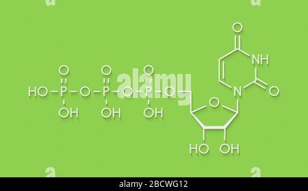 Molecola nucleotidica di uridina trifosfato (UTP). Blocco di costruzione di RNA. Formula scheletrica. Foto Stock