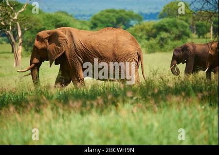 Elefante, coperto di polvere rossa dopo aver avuto un bagno di polvere Foto Stock