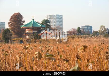 Bentendo Tempio rinunciato da piante di loto morte durante l'inverno allo Stagno di Shinobazu in Ueno Park, Tokyo, Giappone Foto Stock