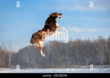 Collie di bordo salta per un giocattolo. Foto Stock