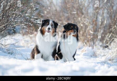 I cani da pastore di Aautarlian si siedono insieme nella neve. Foto Stock