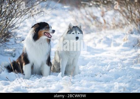 I cani da pastore di Aautarlian si siedono insieme nella neve. Foto Stock