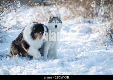 I cani da pastore di Aautarlian si siedono insieme nella neve. Foto Stock
