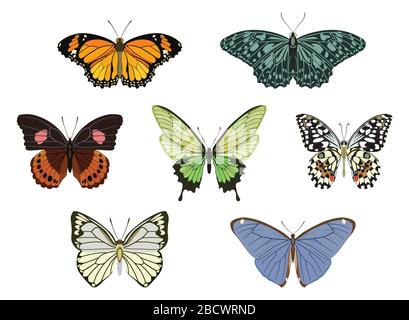 Raccolta di farfalle colorate su sfondo bianco. Illustrazione vettoriale. Illustrazione Vettoriale