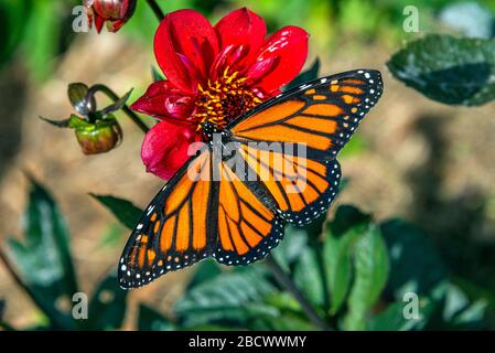 Una vista BirdsEye di una farfalla monarca femminile (Danaus plexippus) con ali completamente aperte, impollinando un fiore Dhalia. Foto Stock