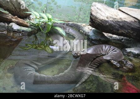 Anaconda verde. Specie: Murinus,genere: Eunectes,Famiglia: Boidae,Ordine: SQUAMATA,Classe: Reptilia,Phylum: Chordata,Regno: Animalia,Green Anaconda,Snake,Reptilia Green Anaconda Foto Stock