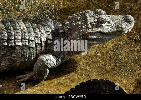 Alligatore cinese. Specie: Sinensis,genere: Alligatore,Famiglia: Crocodylidae,Ordine: Crocodylia,Classe: Reptilia,Phylum: Chordata,Regno: Animalia,rettile,coccodrilli alligatore cinese Foto Stock