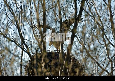 Cicogne (ciconiidae). In Alvesrode gli uccelli hanno i loro luoghi di nidificazione Foto Stock