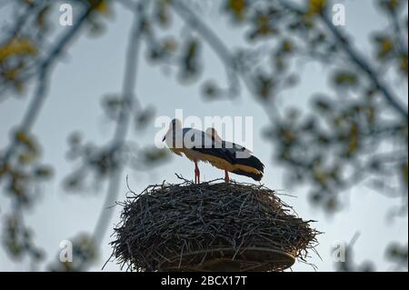 Cicogne (ciconiidae). In Alvesrode gli uccelli hanno i loro luoghi di nidificazione Foto Stock